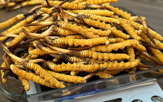 冬蟲夏草鮮草的黃金食用期，你知道嗎？