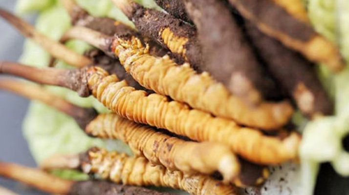 冬蟲(chóng)夏草鮮草價(jià)格揭秘