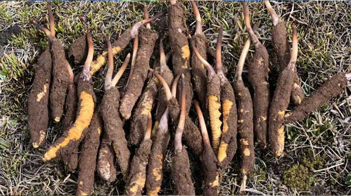 冬蟲夏草：干的好還是新鮮的妙？