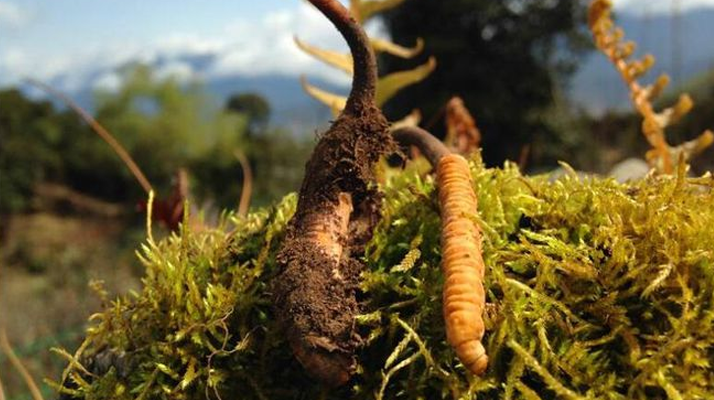 新鮮冬蟲夏草多少錢一斤？深度解析價格背后的奧秘