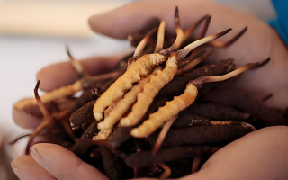 新鮮冬蟲夏草能保存多久？科學(xué)保存指南來了