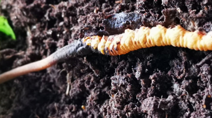 <a href=http://m.aikitbox.com/xinxian/ target=_blank class=infotextkey>新<a href=http://m.aikitbox.com/xinxian/ target=_blank class=infotextkey>鮮冬蟲夏草價格</a></a>解析