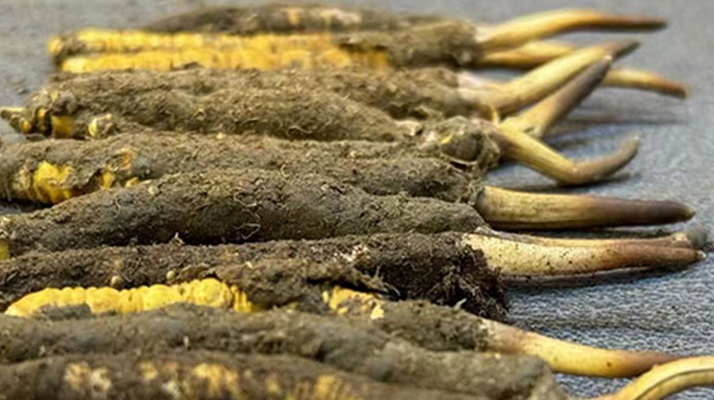新鮮冬蟲(chóng)夏草吃幾克好？科學(xué)用量指南