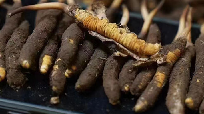 探尋新鮮冬蟲夏草的采挖黃金期：自然節(jié)律中的珍貴饋贈(zèng)