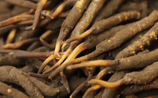 如何挑選新鮮冬蟲夏草？掌握這幾個關(guān)鍵技巧