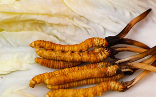 一克鮮草，千金之珍：探秘 1 克新鮮冬蟲夏草