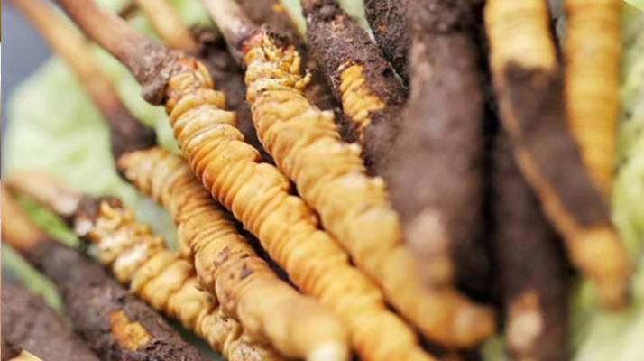 冬蟲夏草：干品與鮮品，誰更勝一籌？