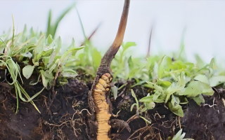 探秘西藏新鮮蟲(chóng)草：雪域高原的養(yǎng)生瑰寶