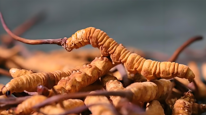 2025 年冬蟲夏草最新價(jià)格表及影響因素分析?