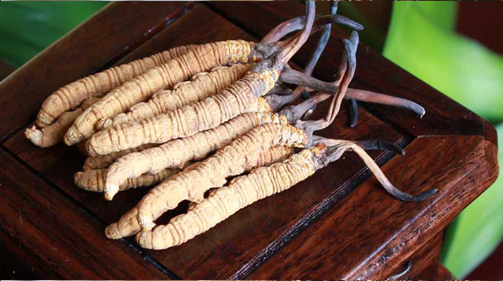 正宗冬蟲(chóng)夏草在哪里