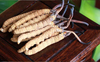 正宗冬蟲(chóng)夏草在哪里