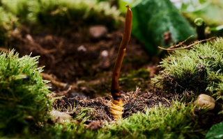 鮮香滋補(bǔ)！鮮冬蟲(chóng)夏草燉雞湯的美味做法