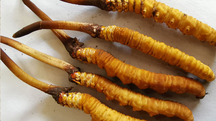 鮮冬蟲夏草常溫能放多久？一文讀懂保存秘籍