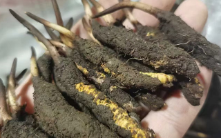 鮮冬蟲夏草急凍能放多久？科學(xué)保存全解析