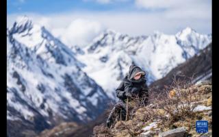 蟲草採挖季：雪山前的匍匐尋覓