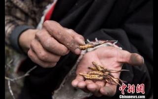 西藏那曲進(jìn)入蟲草采挖季 “蟲草王”助牧民增收致富