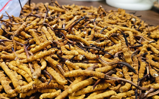 冬蟲(chóng)夏草品質(zhì)價(jià)位表大全，一文掌握行情