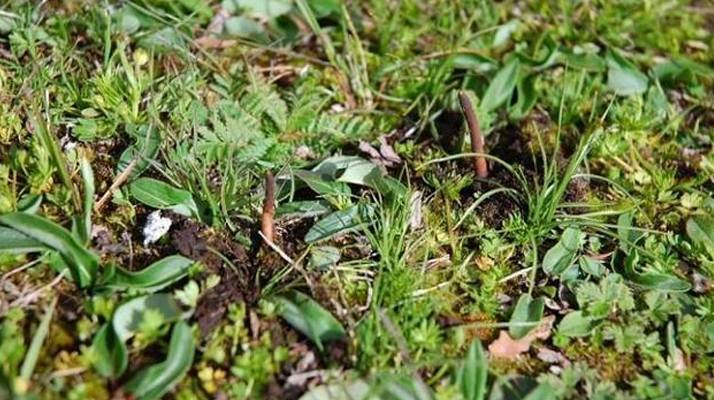 鮮冬蟲夏草的神奇功效：大自然的養(yǎng)生饋贈? ? ? ?