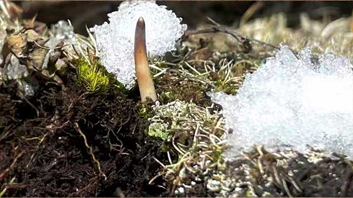 探秘雪域珍寶：最大的新鮮<a href=http://m.aikitbox.com/ target=_blank class=infotextkey><a href=http://m.aikitbox.com/s/nqcc/ target=_blank class=infotextkey>那曲冬蟲(chóng)夏草</a></a>