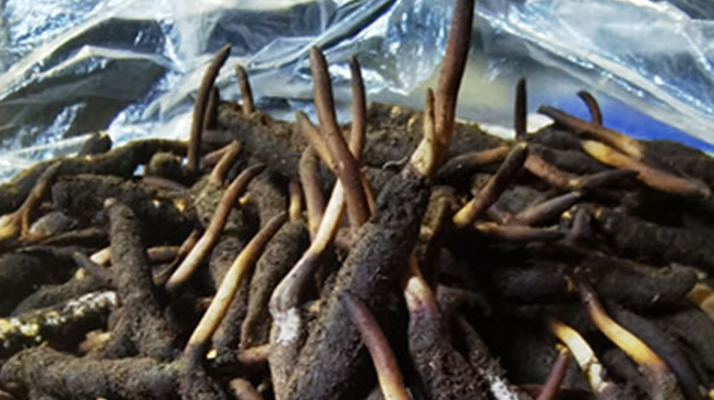 1 克<a href=http://m.aikitbox.com/xinxian/ target=_blank class=infotextkey>新<a href=http://m.aikitbox.com/xinxian/ target=_blank class=infotextkey>鮮冬蟲夏草</a></a>的價(jià)格揭秘