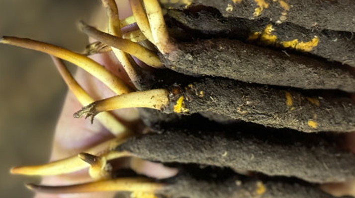 冬蟲夏草泡水喝，一次泡幾根最合適？