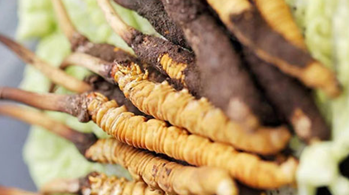 冰凍新鮮冬蟲(chóng)夏草能吃嗎？