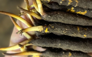 冬蟲夏草泡水喝，一次泡幾根最合適？