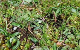 冬蟲夏草鮮草好不好喝？探尋獨(dú)特的味覺體驗(yàn)