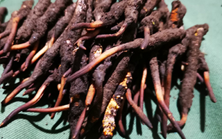 新鮮冬蟲夏草哪里買？全渠道選購指南