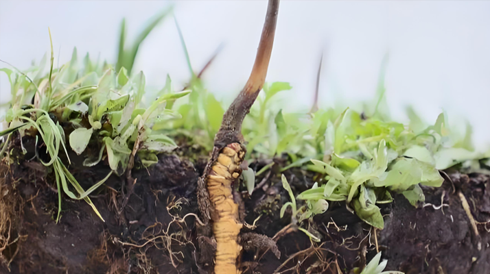冬蟲夏草鮮草一天吃幾個(gè)？科學(xué)食用指南來(lái)了