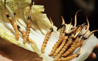 冬蟲夏草鮮草如何吃最好？解鎖營養(yǎng)與美味的黃金吃法