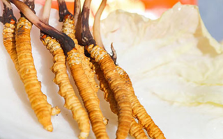 冬蟲夏草鮮草一般哪里有？多渠道獲取指南