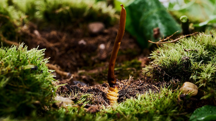 探秘那曲純野生<a href=http://m.aikitbox.com/xinxian/ target=_blank class=infotextkey>新<a href=http://m.aikitbox.com/xinxian/ target=_blank class=infotextkey>鮮冬蟲夏草</a></a>