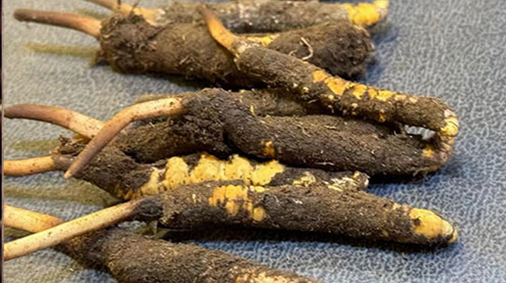 鮮冬蟲夏草的神奇功效與美味吃法