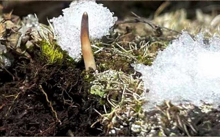 鮮冬蟲夏草燉湯多久能吃？科學(xué)燉煮時間全解析