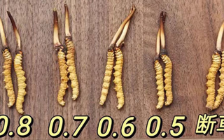 鮮冬蟲(chóng)夏草燉雞湯：一鍋匯聚健康的滋補(bǔ)珍品