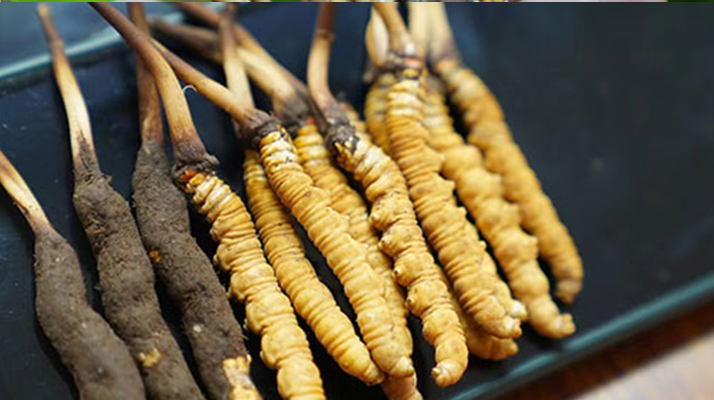 鮮冬蟲(chóng)夏草什么季節(jié)最好？滋補(bǔ)時(shí)機(jī)大揭秘
