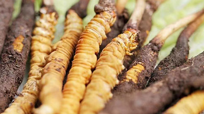 鮮冬蟲夏草能存放多久？科學(xué)保存指南來了