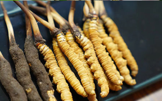 鮮冬蟲(chóng)夏草什么季節(jié)最好？滋補(bǔ)時(shí)機(jī)大揭秘