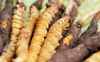 鮮冬蟲夏草能存放多久？科學(xué)保存指南來了