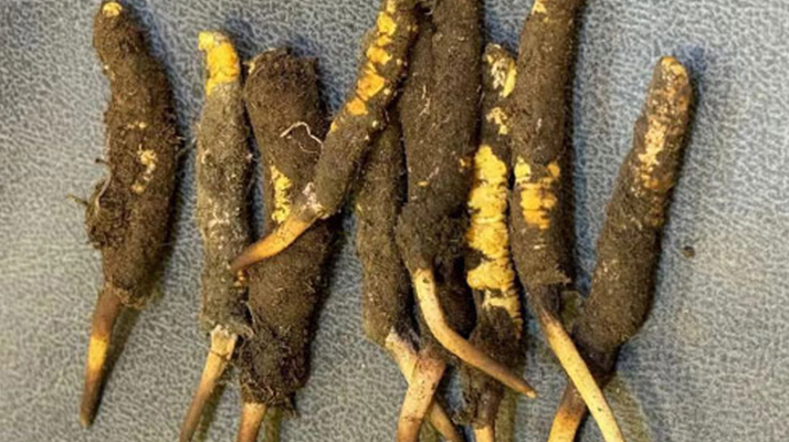 野生冬蟲(chóng)夏草一斤多少錢(qián)？多維度價(jià)格解析