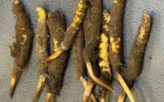 野生冬蟲夏草一斤多少錢？多維度價(jià)格解析