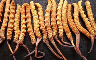 純野生冬蟲夏草多少錢一克？價格背后的秘密?