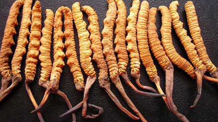 野生<a href=http://m.aikitbox.com/jiage/ target=_blank class=infotextkey>冬蟲夏草多少錢</a>一棵