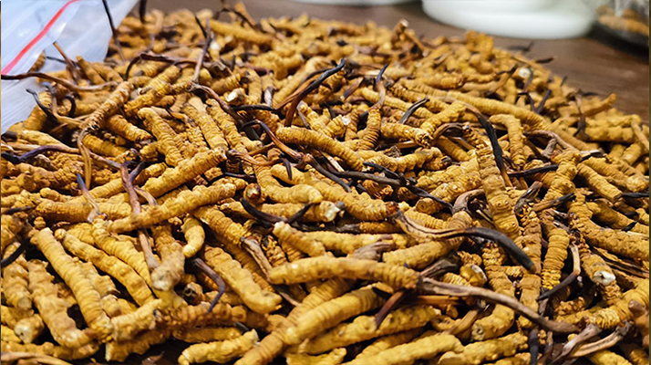 冬蟲夏草的吃法與禁忌