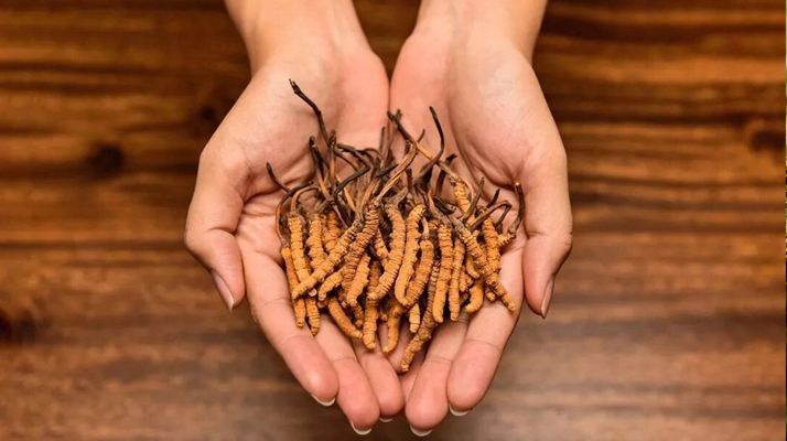 冬蟲夏草怎么食用效果好？掌握這些方法發(fā)揮最大功效