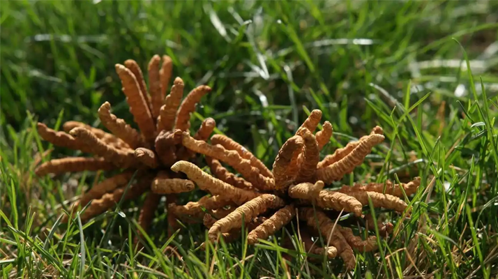 正宗冬蟲夏草一斤多少錢？多因素交織下的價(jià)格解析