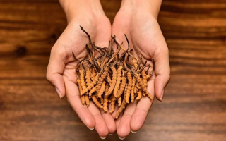 冬蟲夏草怎么食用效果好？掌握這些方法發(fā)揮最大功效