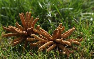 正宗冬蟲(chóng)夏草一斤多少錢(qián)？多因素交織下的價(jià)格解析