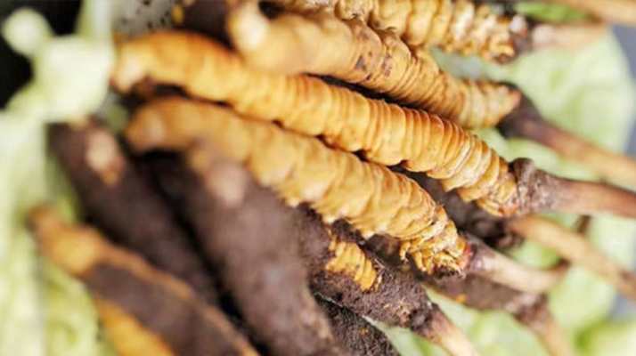 什么季節(jié)挖<a href=http://m.aikitbox.com/xinxian/ target=_blank class=infotextkey>新<a href=http://m.aikitbox.com/xinxian/ target=_blank class=infotextkey>鮮冬蟲夏草</a></a>？把握黃金采挖期